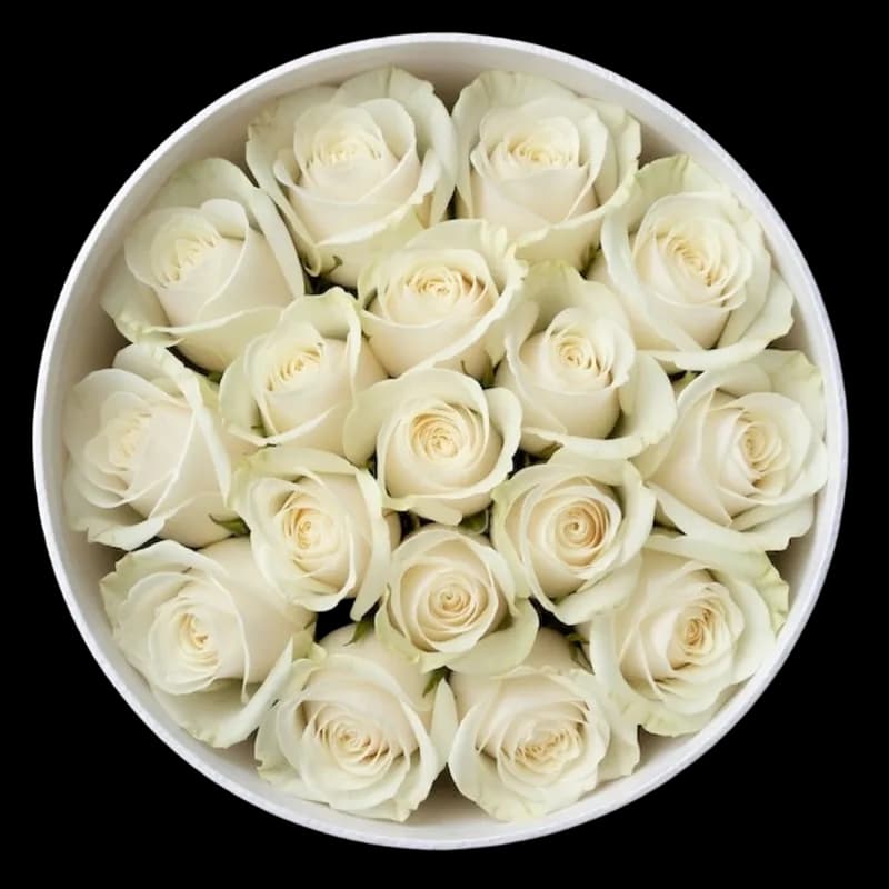 Rosas Blancas